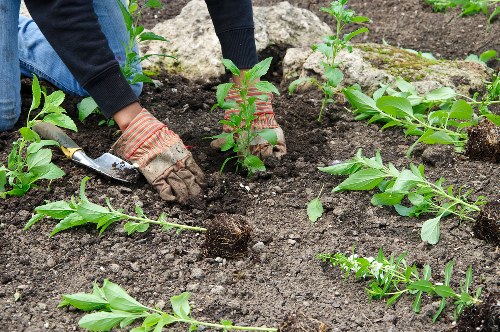 Gardeners working in an East Ham residential garden