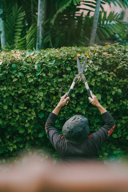 A person wearing a dark hat and black clothing is standing in a lush garden, trimming a dense, neatly shaped hedge with long-handled garden shears. The hedge is composed of small, green leaves and is 