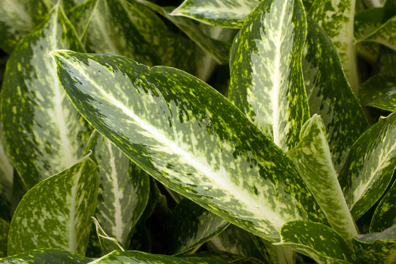 garden design garden care