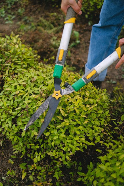 A person wearing blue jeans is using a pair of long-handled hedge shears with green and yellow grips to trim a dense, lush green shrub in a garden. The hedge shears are open, showing their sharp, dark