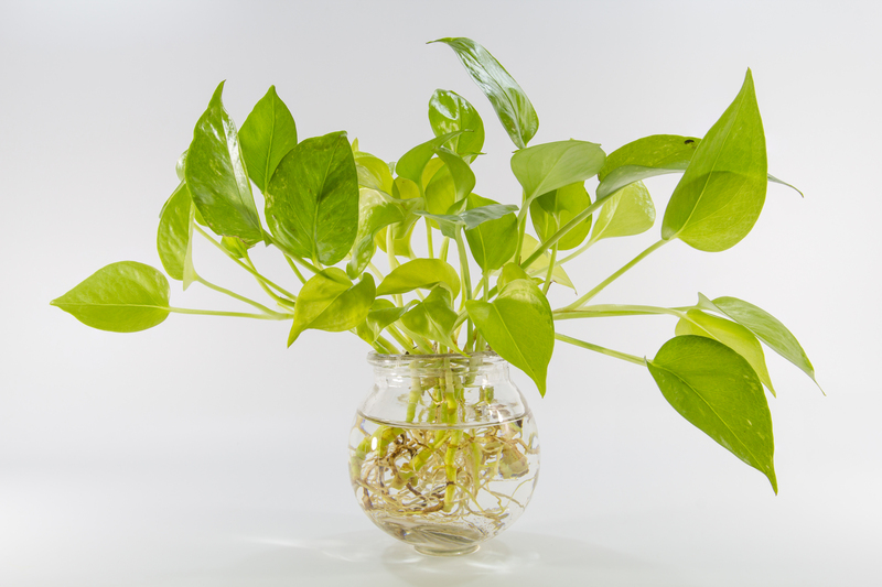 hedge trimming garden