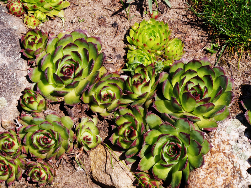 garden Property
